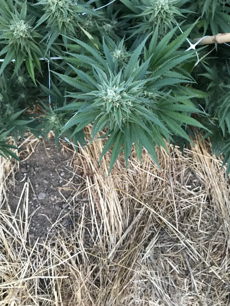 Overhead of a mulched outdoor canopy. Site visits like this are where waste and 