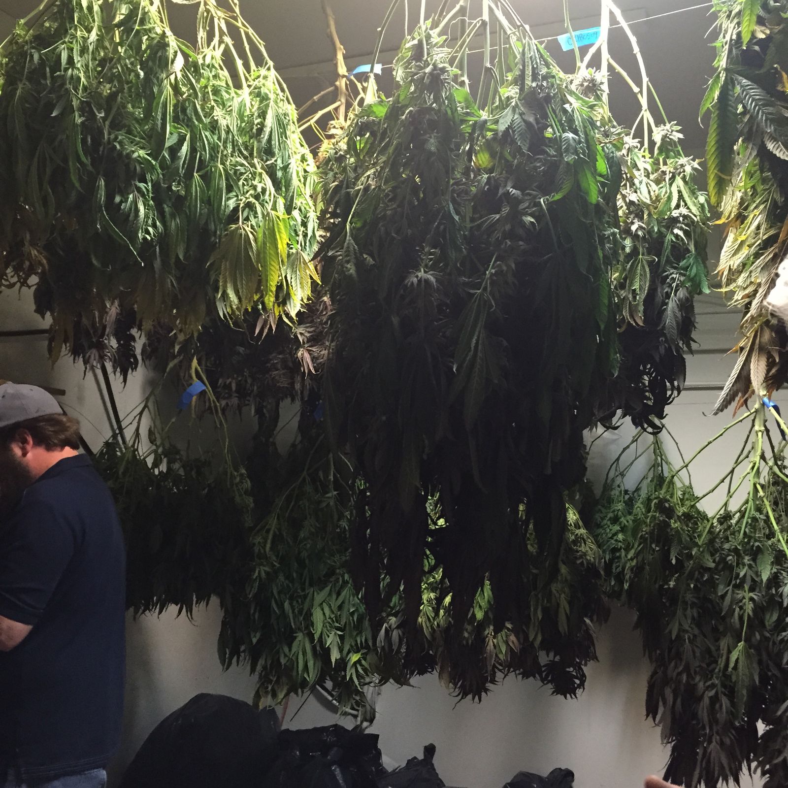 Late-flower canopy wall to wall. Yield forecasts made here become inventory numbers we reconcile later.