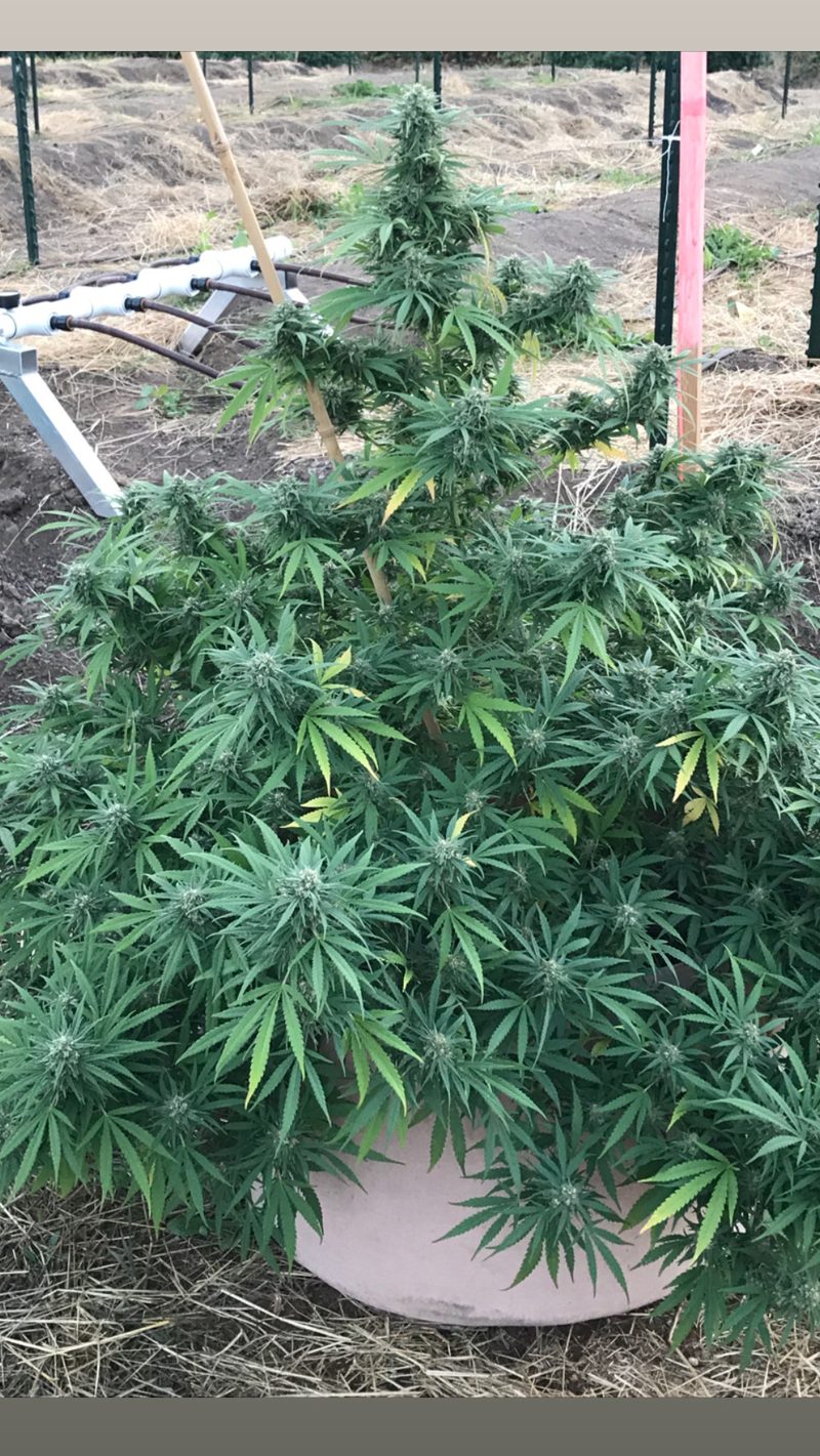 Late-season outdoor plant at a licensed farm. Yield per plant feeds straight int