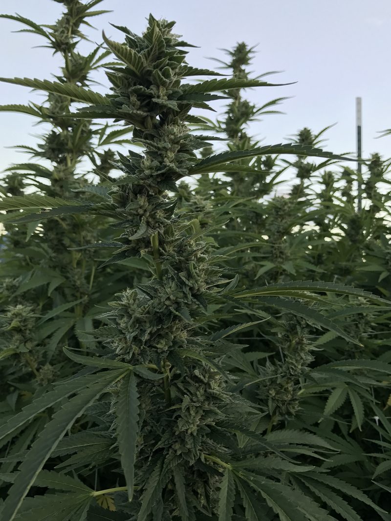 Row cultivation under open sky. Outdoor licensees trade capital costs for season