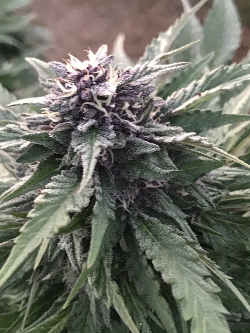 A standout cultivar on a client visit. Premium genetics carry premium production