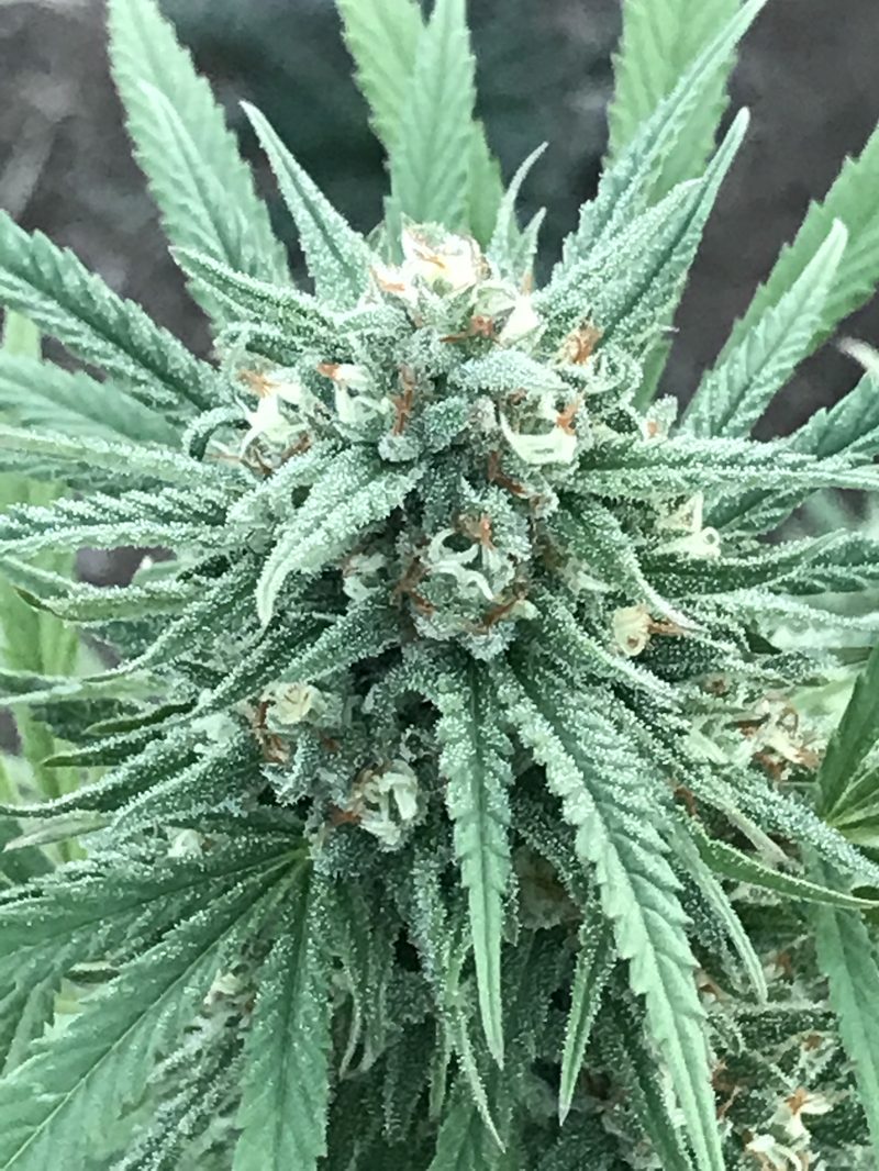 Close work from a grow walkthrough. The details matter in the plant and in the b