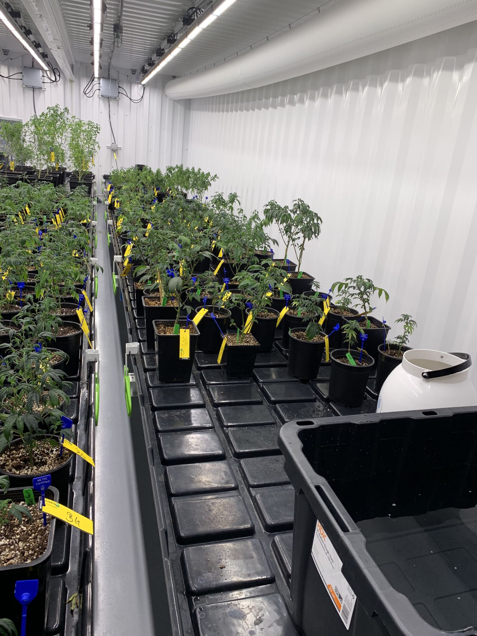 Young plants on flood-and-drain tables. Costing starts here: labor, nutrients, and space allocated from day on