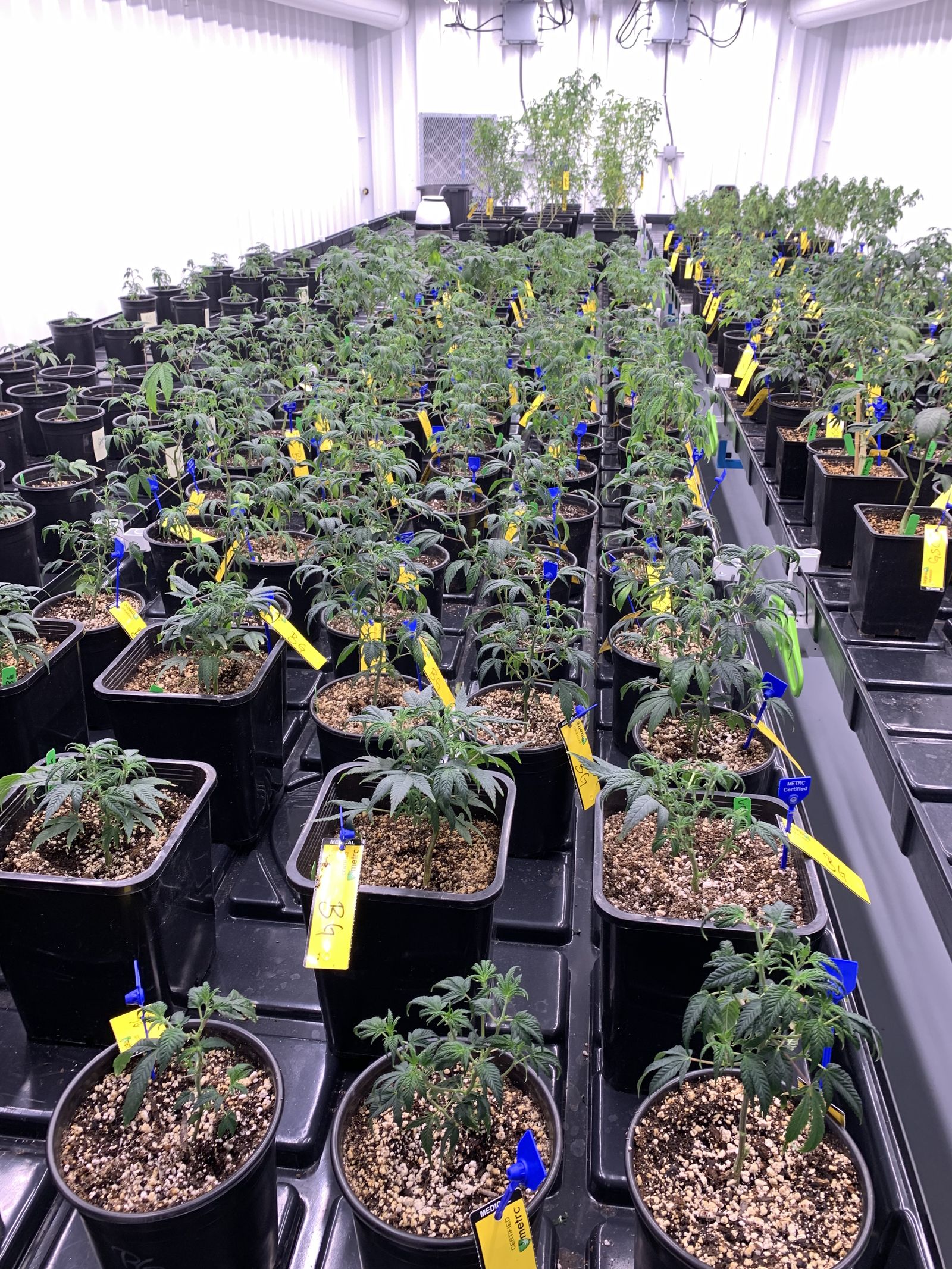 Rows of tagged young plants — when every plant has a tag, every tag should tie to the ledger. This is where re